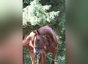 Francés de silla (Selle francais), Yegua, 4 años, 173 cm, Sabino