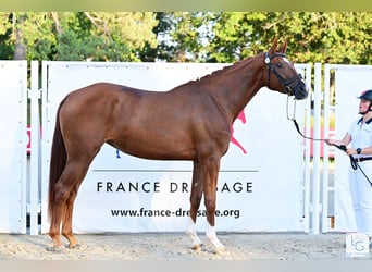 Francés de silla (Selle francais), Yegua, 4 años, 175 cm, Alazán