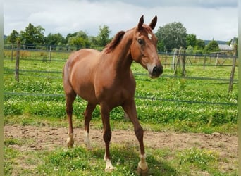 Francés de silla (Selle francais), Yegua, 4 años, 175 cm, Alazán