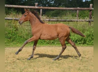 Francés de silla (Selle francais), Yegua, 4 años, Castaño