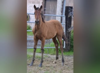 Francés de silla (Selle francais), Yegua, 4 años, Castaño