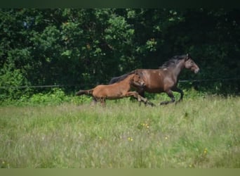 Francés de silla (Selle francais), Yegua, 4 años, Castaño