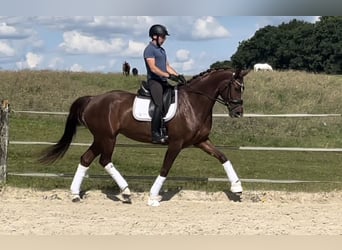 Francés de silla (Selle francais), Yegua, 5 años, 175 cm, Alazán rojizo