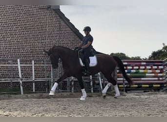 Francés de silla (Selle francais), Yegua, 5 años, 175 cm, Alazán rojizo