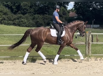 Francés de silla (Selle francais), Yegua, 5 años, 175 cm, Alazán rojizo