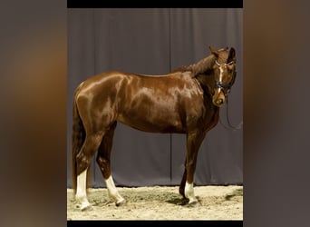 Francés de silla (Selle francais), Yegua, 5 años, 175 cm, Alazán rojizo