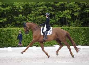 Francés de silla (Selle francais), Yegua, 7 años, 166 cm, Castaño