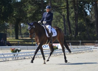 Francés de silla (Selle francais), Yegua, 7 años, 166 cm, Castaño