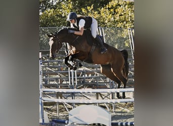 Francés de silla (Selle francais), Yegua, 9 años, 160 cm, Castaño