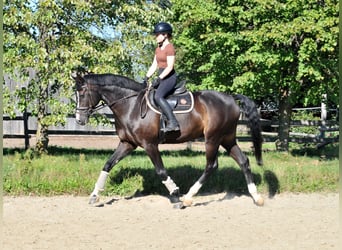 Francés de silla (Selle francais), Caballo castrado, 10 años, 163 cm, Negro
