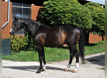 Francés de silla (Selle francais), Caballo castrado, 10 años, 163 cm, Negro