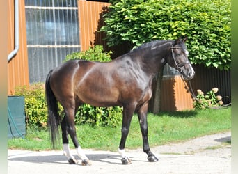 Francés de silla (Selle francais), Caballo castrado, 10 años, 163 cm, Negro