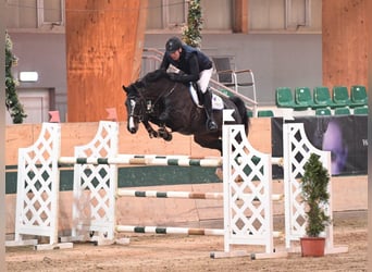 Francés de silla (Selle francais), Caballo castrado, 10 años, 163 cm, Negro