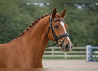 Francés de silla (Selle francais), Caballo castrado, 10 años, 166 cm, Alazán