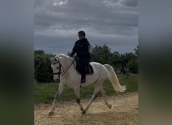 Francés de silla (Selle francais), Caballo castrado, 10 años, 172 cm, Tordo