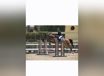 Francés de silla (Selle francais), Caballo castrado, 10 años, 174 cm, Castaño