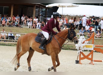 Francés de silla (Selle francais), Caballo castrado, 11 años, 159 cm, Alazán