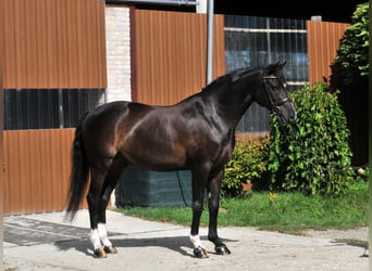 Francés de silla (Selle francais), Caballo castrado, 11 años, 163 cm, Negro