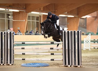 Francés de silla (Selle francais), Caballo castrado, 11 años, 163 cm, Negro