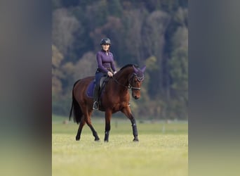 Francés de silla (Selle francais), Caballo castrado, 11 años, 166 cm, Castaño
