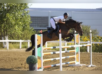 Francés de silla (Selle francais), Caballo castrado, 11 años, 170 cm, Castaño rojizo