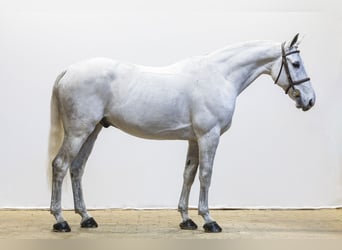 Francés de silla (Selle francais), Caballo castrado, 12 años, 164 cm