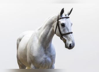 Francés de silla (Selle francais), Caballo castrado, 12 años, 164 cm