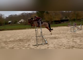 Francés de silla (Selle francais), Caballo castrado, 12 años, 165 cm, Alazán