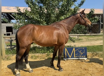 Francés de silla (Selle francais), Caballo castrado, 12 años, 165 cm, Castaño