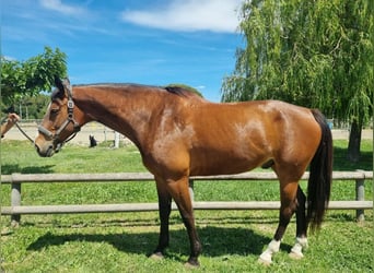 Francés de silla (Selle francais), Caballo castrado, 12 años, 170 cm, Castaño
