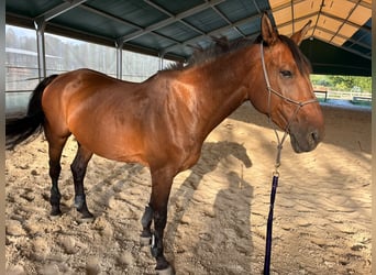 Francés de silla (Selle francais), Caballo castrado, 12 años, 174 cm, Castaño