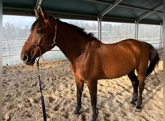 Francés de silla (Selle francais), Caballo castrado, 12 años, 174 cm, Castaño