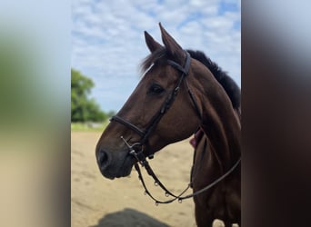 Francés de silla (Selle francais), Caballo castrado, 12 años, Castaño