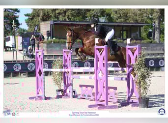 Francés de silla (Selle francais), Caballo castrado, 13 años, 168 cm, Alazán-tostado
