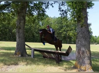 Francés de silla (Selle francais), Caballo castrado, 13 años, 168 cm, Castaño