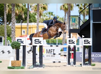 Francés de silla (Selle francais), Caballo castrado, 13 años, 168 cm, Castaño