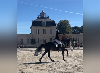 Francés de silla (Selle francais), Caballo castrado, 13 años, 175 cm, Castaño oscuro