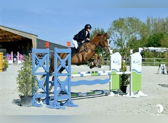 Francés de silla (Selle francais), Caballo castrado, 14 años, 165 cm, Alazán