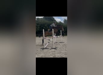 Francés de silla (Selle francais), Caballo castrado, 14 años, 171 cm, Morcillo