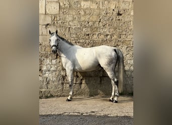 Francés de silla (Selle francais), Caballo castrado, 15 años, 168 cm, Tordo