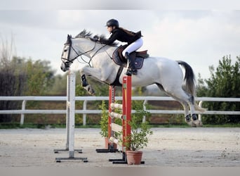 Francés de silla (Selle francais), Caballo castrado, 15 años, 168 cm, Tordo