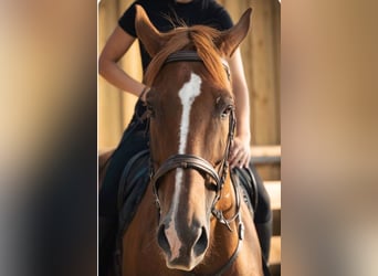 Francés de silla (Selle francais), Caballo castrado, 15 años, 175 cm, Castaño