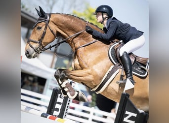 Francés de silla (Selle francais), Caballo castrado, 16 años, 176 cm, Castaño
