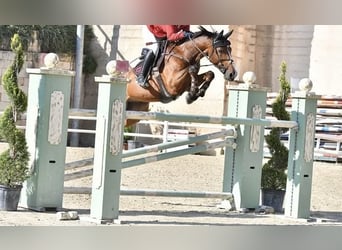 Francés de silla (Selle francais), Caballo castrado, 16 años, Castaño rojizo