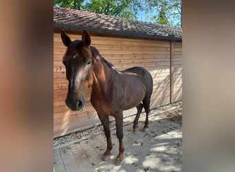 Francés de silla (Selle francais), Caballo castrado, 17 años, 170 cm, Alazán