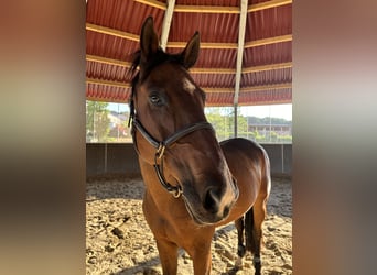 Francés de silla (Selle francais), Caballo castrado, 19 años, 163 cm, Castaño