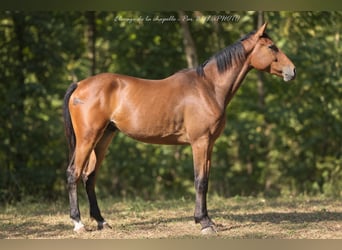 Francés de silla (Selle francais), Caballo castrado, 2 años, 171 cm, Castaño