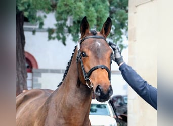 Francés de silla (Selle francais), Caballo castrado, 3 años, 161 cm, Castaño