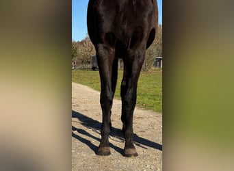 Francés de silla (Selle francais), Caballo castrado, 3 años, 169 cm, Negro