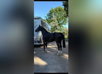 Francés de silla (Selle francais), Caballo castrado, 3 años, 172 cm, Negro